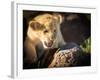 Lion cub, Masai Mara, Kenya, East Africa, Africa-Karen Deakin-Framed Photographic Print