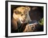 Lion cub, Masai Mara, Kenya, East Africa, Africa-Karen Deakin-Framed Photographic Print