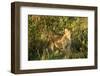 Lion cub, Masai Mara, Kenya, East Africa, Africa-Karen Deakin-Framed Photographic Print