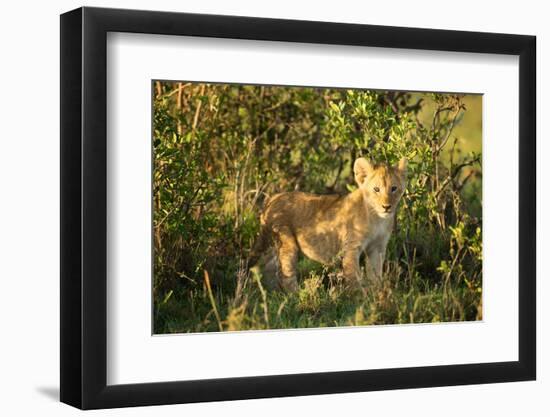 Lion cub, Masai Mara, Kenya, East Africa, Africa-Karen Deakin-Framed Photographic Print