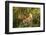 Lion cub, Masai Mara, Kenya, East Africa, Africa-Karen Deakin-Framed Photographic Print