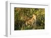 Lion cub, Masai Mara, Kenya, East Africa, Africa-Karen Deakin-Framed Photographic Print