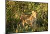 Lion cub, Masai Mara, Kenya, East Africa, Africa-Karen Deakin-Mounted Photographic Print