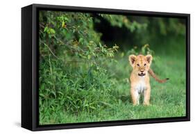 Lion cub, Masai Mara, Kenya, East Africa, Africa-Karen Deakin-Framed Stretched Canvas