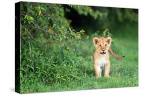 Lion cub, Masai Mara, Kenya, East Africa, Africa-Karen Deakin-Stretched Canvas