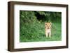 Lion cub, Masai Mara, Kenya, East Africa, Africa-Karen Deakin-Framed Photographic Print