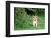 Lion cub, Masai Mara, Kenya, East Africa, Africa-Karen Deakin-Framed Photographic Print