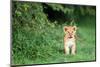 Lion cub, Masai Mara, Kenya, East Africa, Africa-Karen Deakin-Mounted Photographic Print