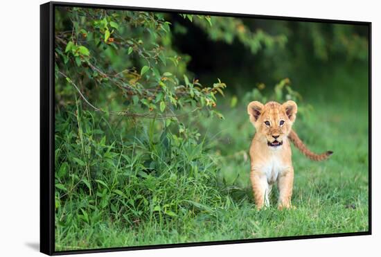 Lion cub, Masai Mara, Kenya, East Africa, Africa-Karen Deakin-Framed Stretched Canvas