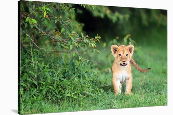 Lion cub, Masai Mara, Kenya, East Africa, Africa-Karen Deakin-Stretched Canvas