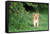 Lion cub, Masai Mara, Kenya, East Africa, Africa-Karen Deakin-Framed Stretched Canvas