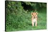 Lion cub, Masai Mara, Kenya, East Africa, Africa-Karen Deakin-Stretched Canvas