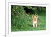 Lion cub, Masai Mara, Kenya, East Africa, Africa-Karen Deakin-Framed Photographic Print