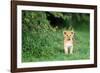 Lion cub, Masai Mara, Kenya, East Africa, Africa-Karen Deakin-Framed Photographic Print