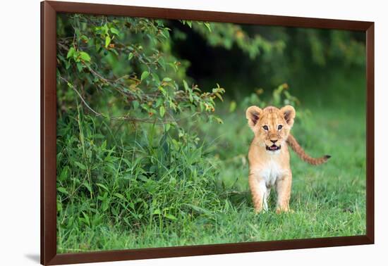 Lion cub, Masai Mara, Kenya, East Africa, Africa-Karen Deakin-Framed Photographic Print