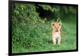 Lion cub, Masai Mara, Kenya, East Africa, Africa-Karen Deakin-Framed Photographic Print