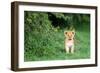 Lion cub, Masai Mara, Kenya, East Africa, Africa-Karen Deakin-Framed Photographic Print