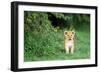 Lion cub, Masai Mara, Kenya, East Africa, Africa-Karen Deakin-Framed Photographic Print