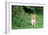 Lion cub, Masai Mara, Kenya, East Africa, Africa-Karen Deakin-Framed Photographic Print