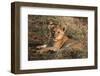 Lion Cub, Masai Mara, Kenya-Sergio Pitamitz-Framed Photographic Print