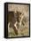 Lion Cub, Masai Mara National Reserve, Kenya, East Africa, Africa-James Hager-Framed Stretched Canvas