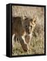 Lion Cub, Masai Mara National Reserve, Kenya, East Africa, Africa-James Hager-Framed Stretched Canvas