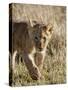 Lion Cub, Masai Mara National Reserve, Kenya, East Africa, Africa-James Hager-Stretched Canvas