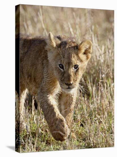 Lion Cub, Masai Mara National Reserve, Kenya, East Africa, Africa-James Hager-Stretched Canvas