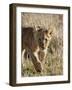 Lion Cub, Masai Mara National Reserve, Kenya, East Africa, Africa-James Hager-Framed Photographic Print