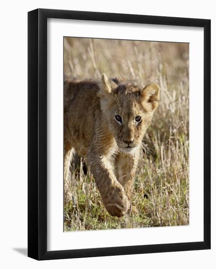 Lion Cub, Masai Mara National Reserve, Kenya, East Africa, Africa-James Hager-Framed Photographic Print