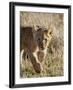 Lion Cub, Masai Mara National Reserve, Kenya, East Africa, Africa-James Hager-Framed Photographic Print