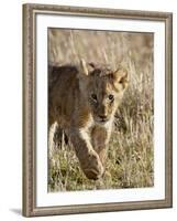 Lion Cub, Masai Mara National Reserve, Kenya, East Africa, Africa-James Hager-Framed Photographic Print