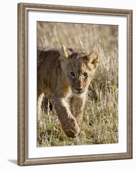 Lion Cub, Masai Mara National Reserve, Kenya, East Africa, Africa-James Hager-Framed Photographic Print