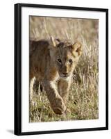 Lion Cub, Masai Mara National Reserve, Kenya, East Africa, Africa-James Hager-Framed Photographic Print