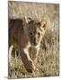 Lion Cub, Masai Mara National Reserve, Kenya, East Africa, Africa-James Hager-Mounted Photographic Print