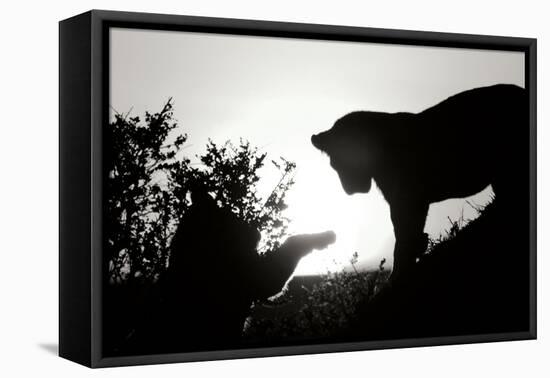Lion Cub Morning BW-Susann Parker-Framed Stretched Canvas