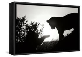Lion Cub Morning BW-Susann Parker-Framed Stretched Canvas