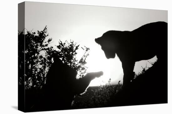 Lion Cub Morning BW-Susann Parker-Stretched Canvas