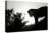 Lion Cub Morning BW-Susann Parker-Stretched Canvas