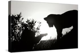 Lion Cub Morning BW-Susann Parker-Stretched Canvas