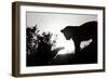 Lion Cub Morning BW-Susann Parker-Framed Photographic Print