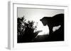 Lion Cub Morning BW-Susann Parker-Framed Photographic Print