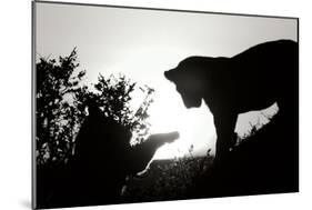 Lion Cub Morning BW-Susann Parker-Mounted Photographic Print
