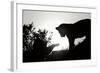 Lion Cub Morning BW-Susann Parker-Framed Photographic Print