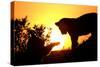 Lion Cub Morning-Susann Parker-Stretched Canvas