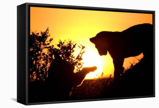 Lion Cub Morning-Susann Parker-Framed Stretched Canvas