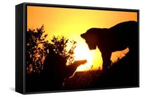 Lion Cub Morning-Susann Parker-Framed Stretched Canvas