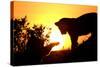 Lion Cub Morning-Susann Parker-Stretched Canvas