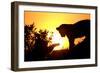 Lion Cub Morning-Susann Parker-Framed Photographic Print