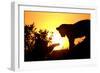 Lion Cub Morning-Susann Parker-Framed Photographic Print